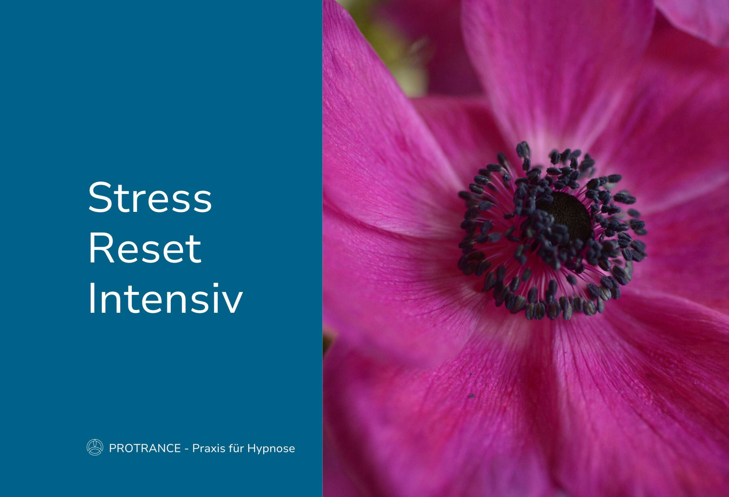 Stress Reset Intensiv, Blume Anemone pink